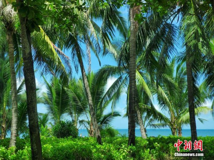 資料圖：天涯區(qū)三亞灣一帶風光旖旎。 王曉斌 攝